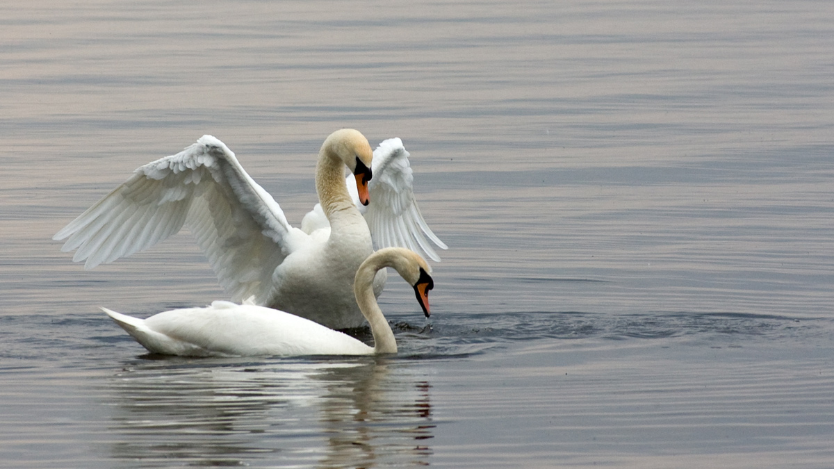 Это любовь!