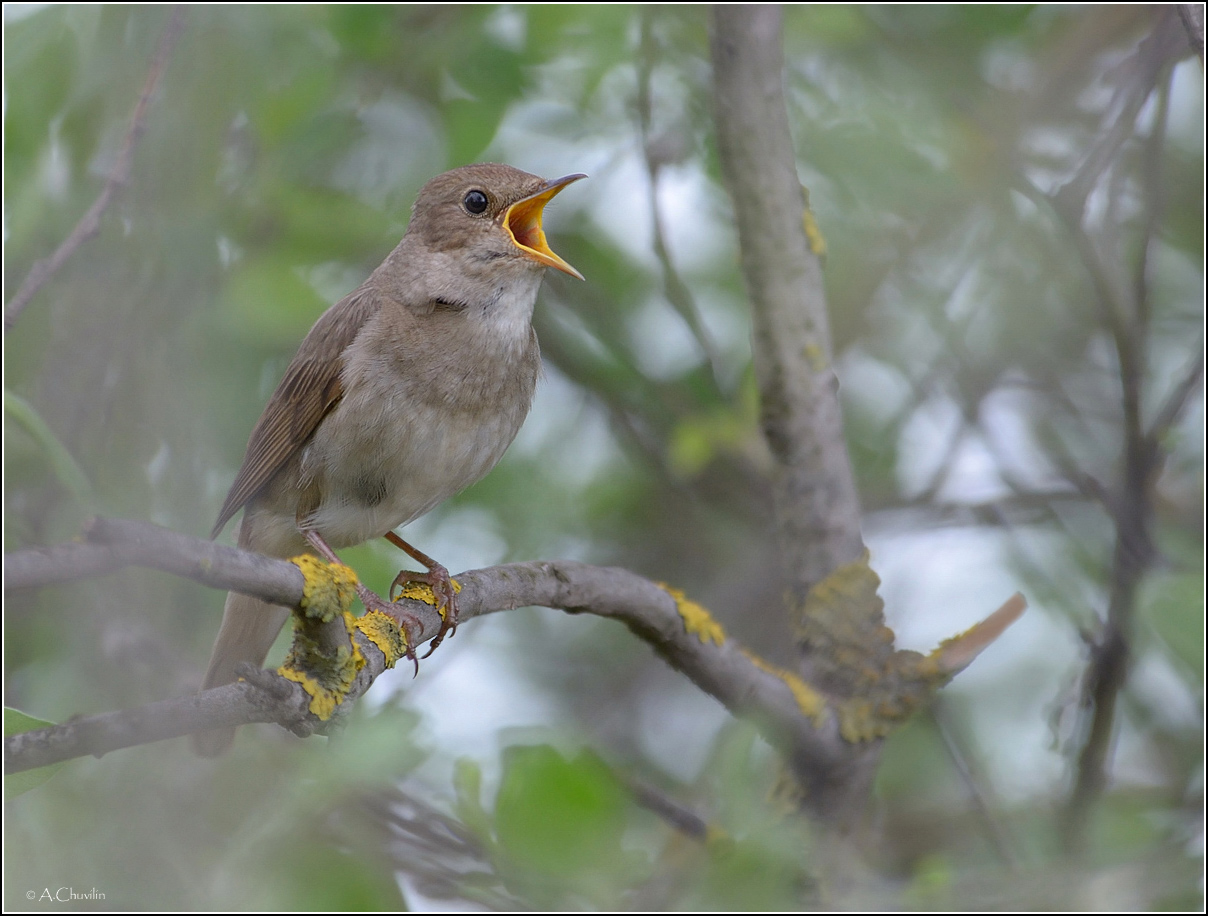 Соловьи запели )