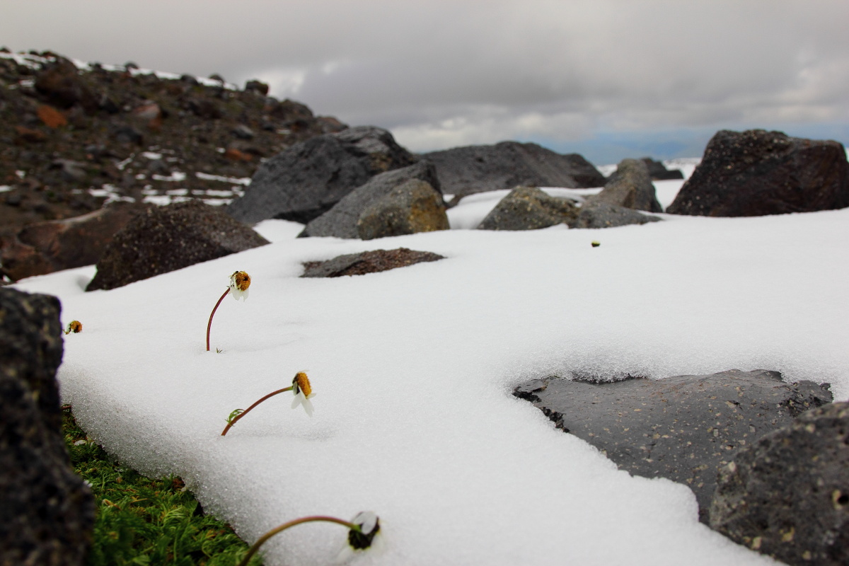 Про ромашки или борьба за жизнь