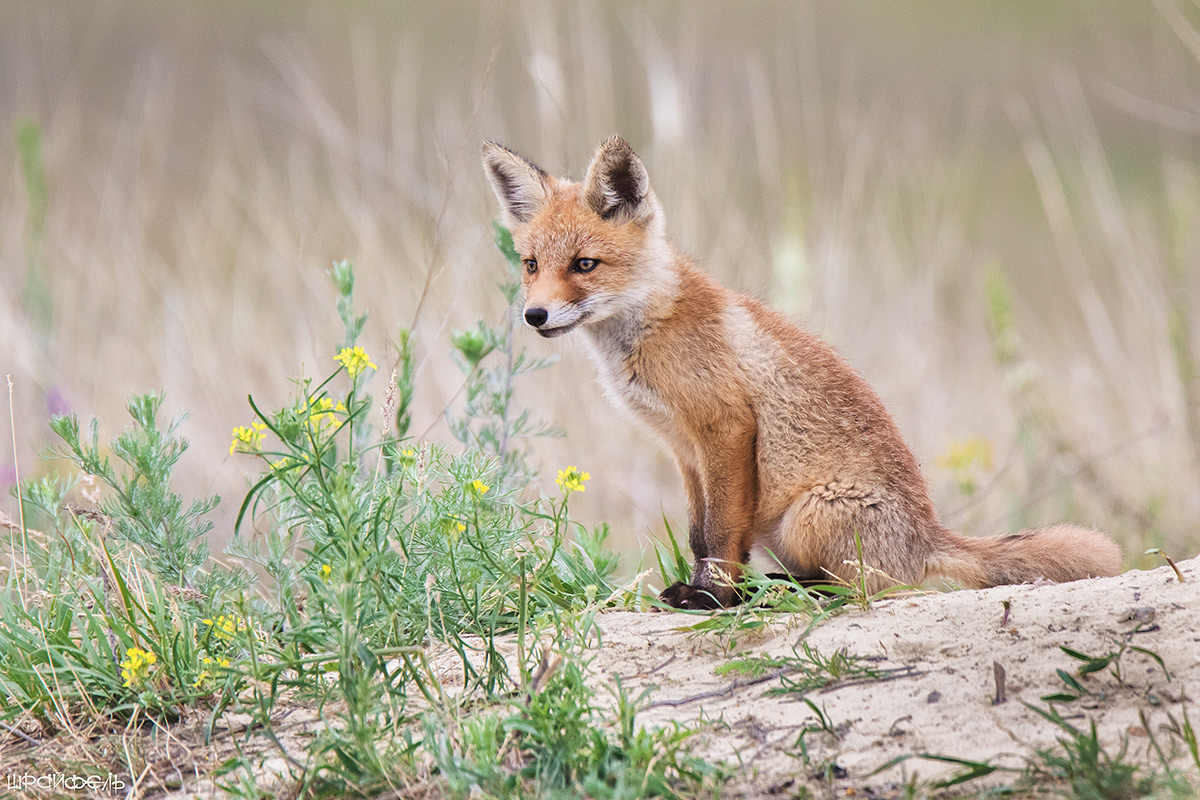 Интересно всё