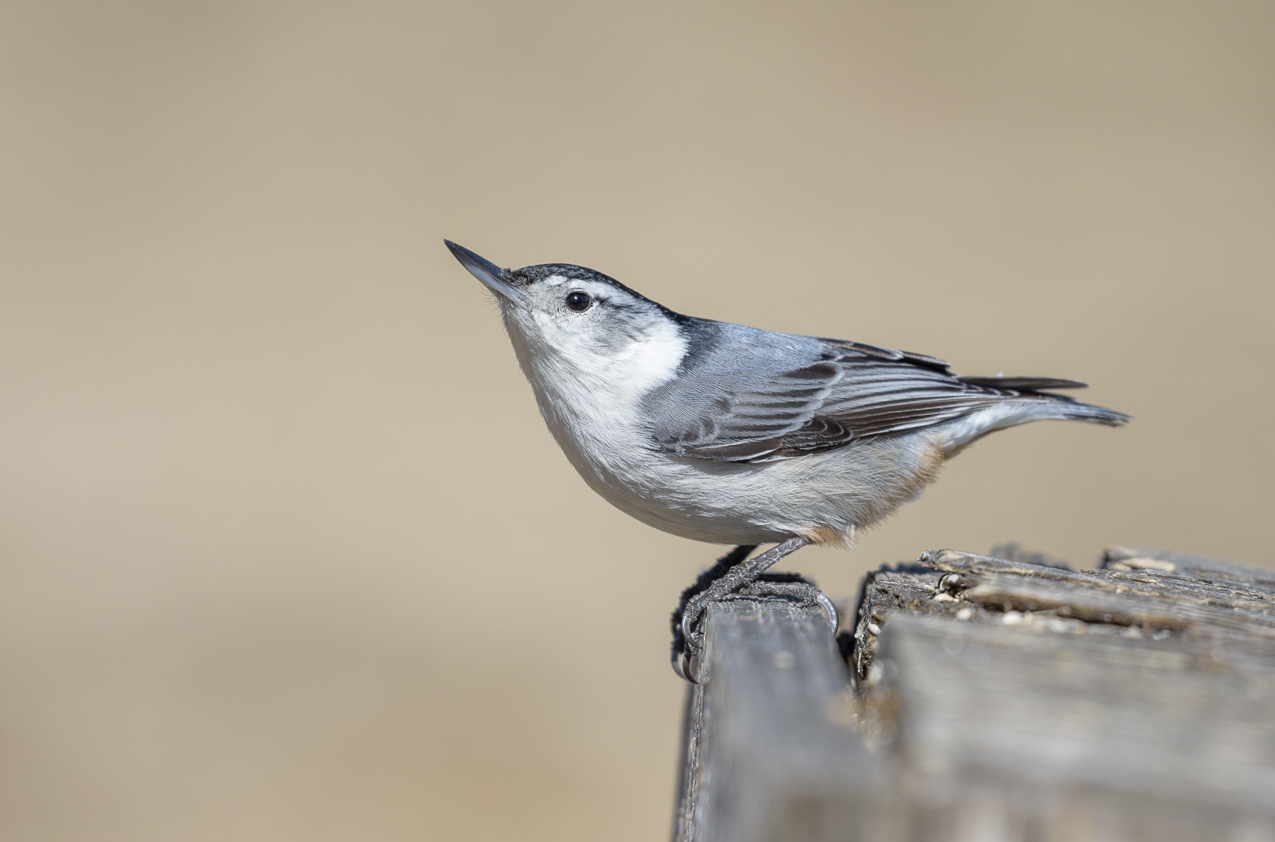 White-breasted Nuthatch