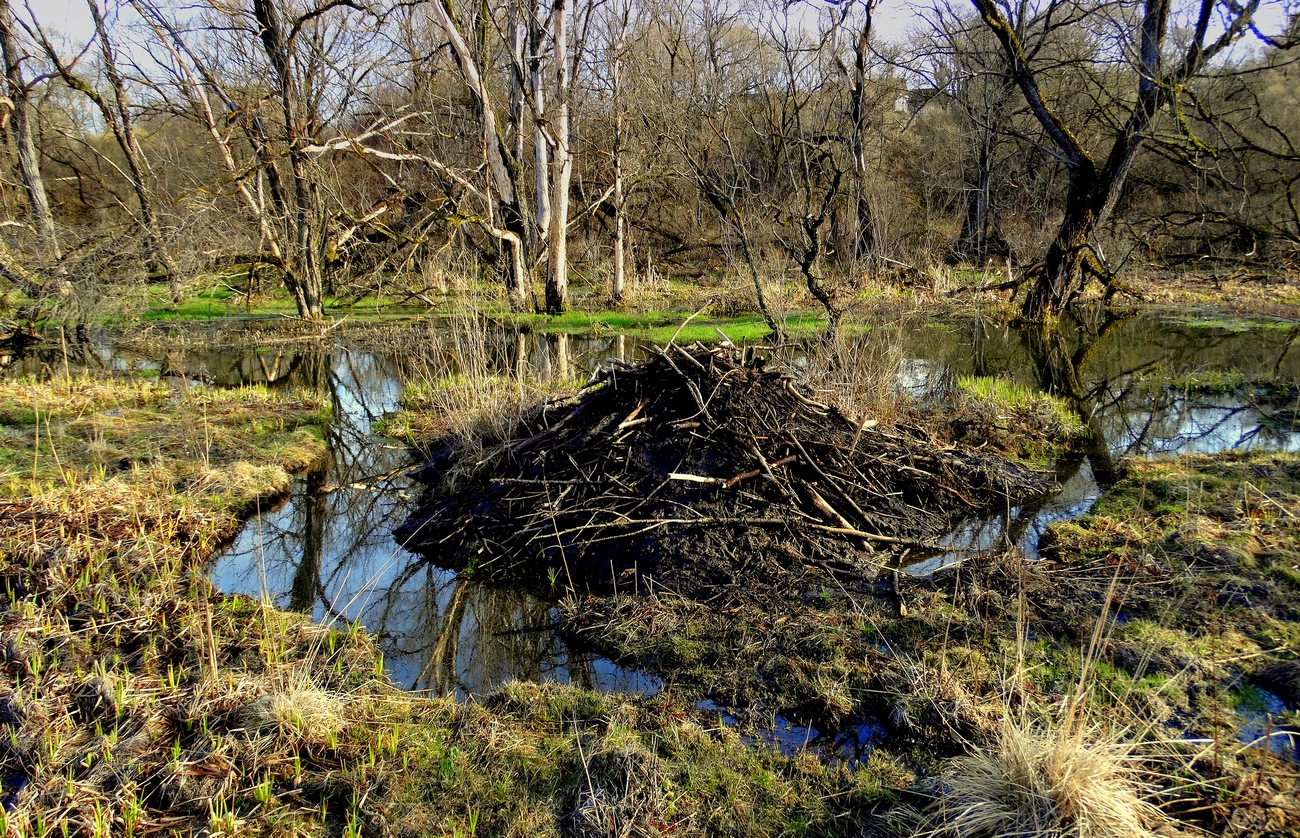 Весенняя хатка бобров