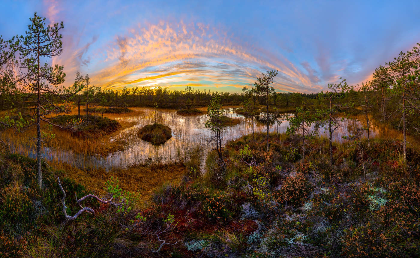 Осенний ковёр.