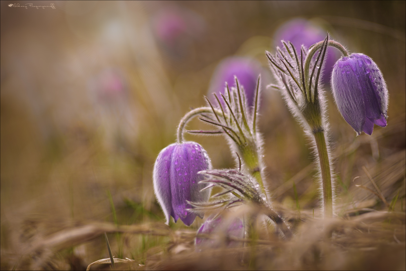 Разлад в коллективе ).