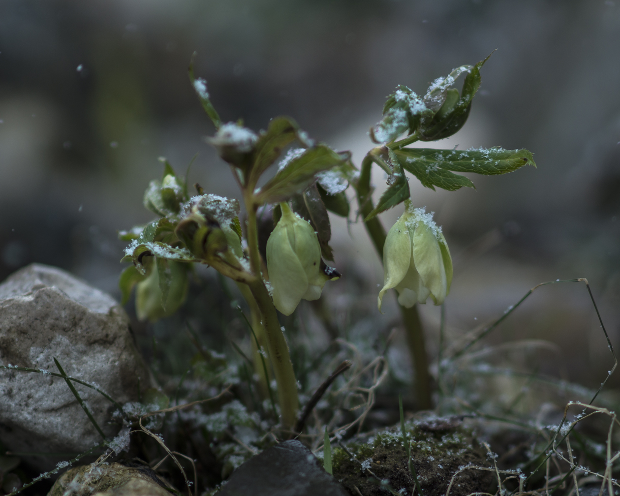 зима захотела вернуться..