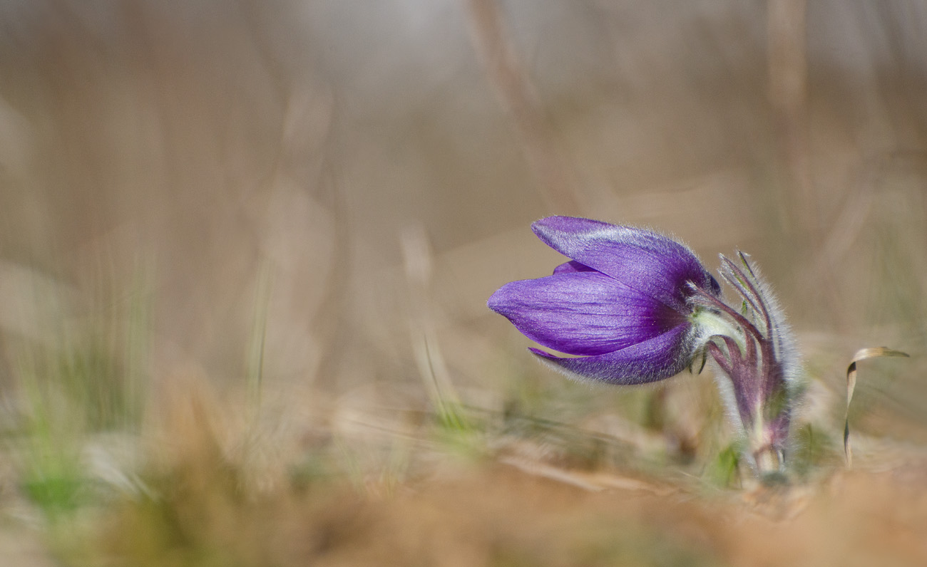 В юном месяце апреле