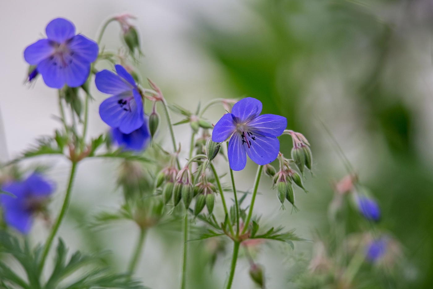 луговая герань