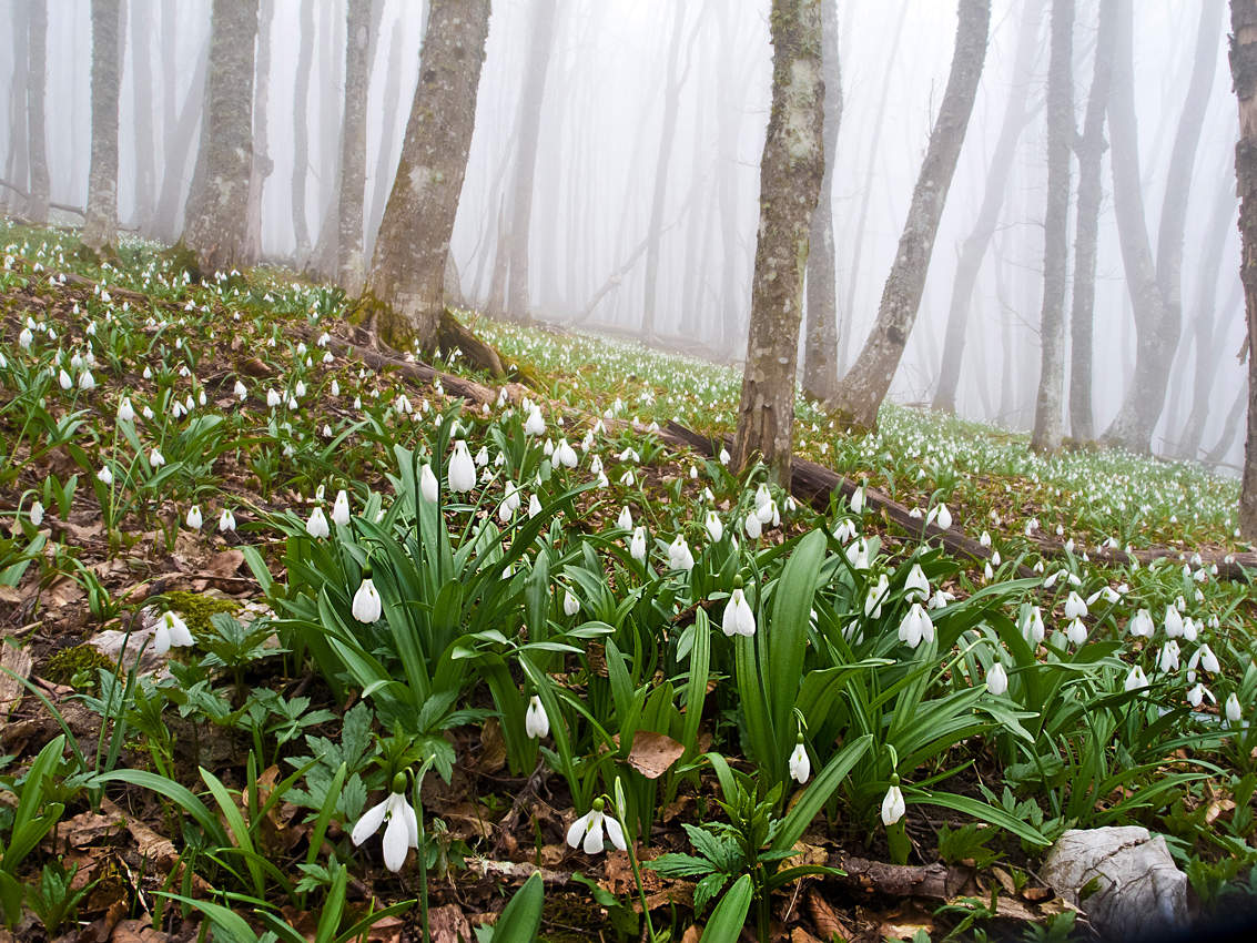 Подснежники
