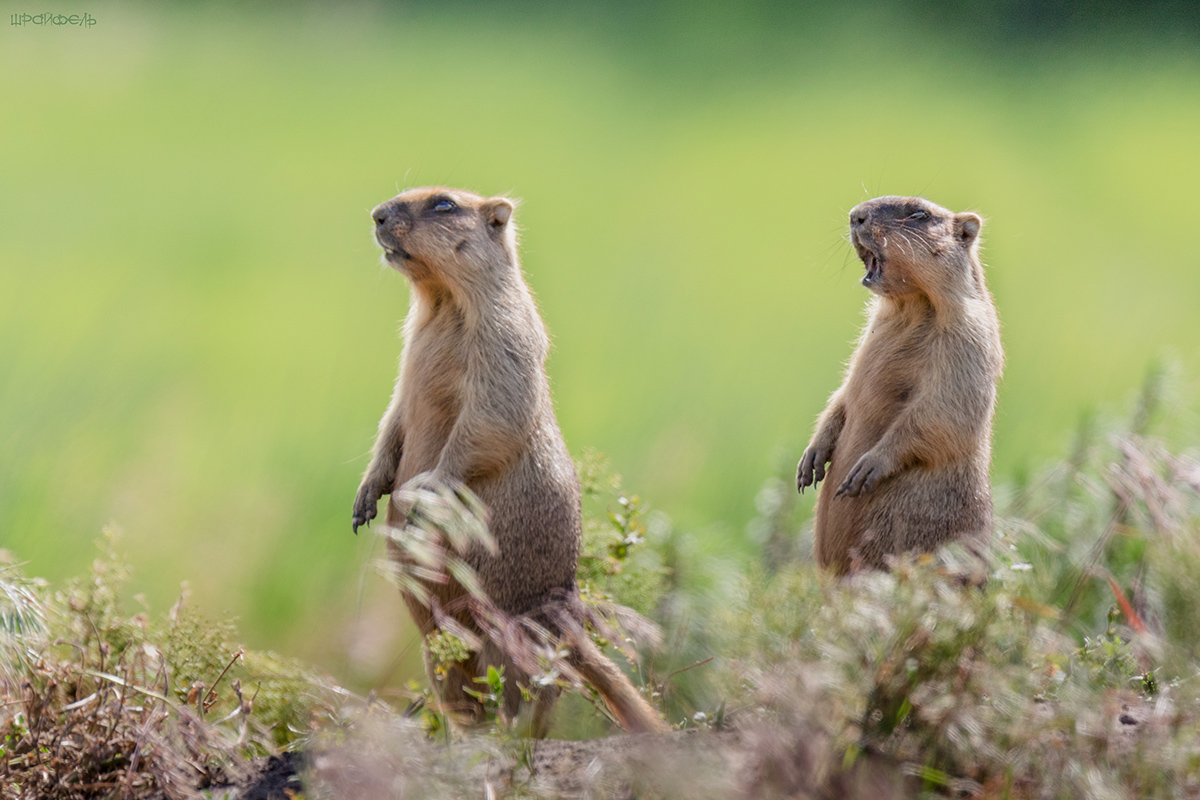 Кто свистит по степи
