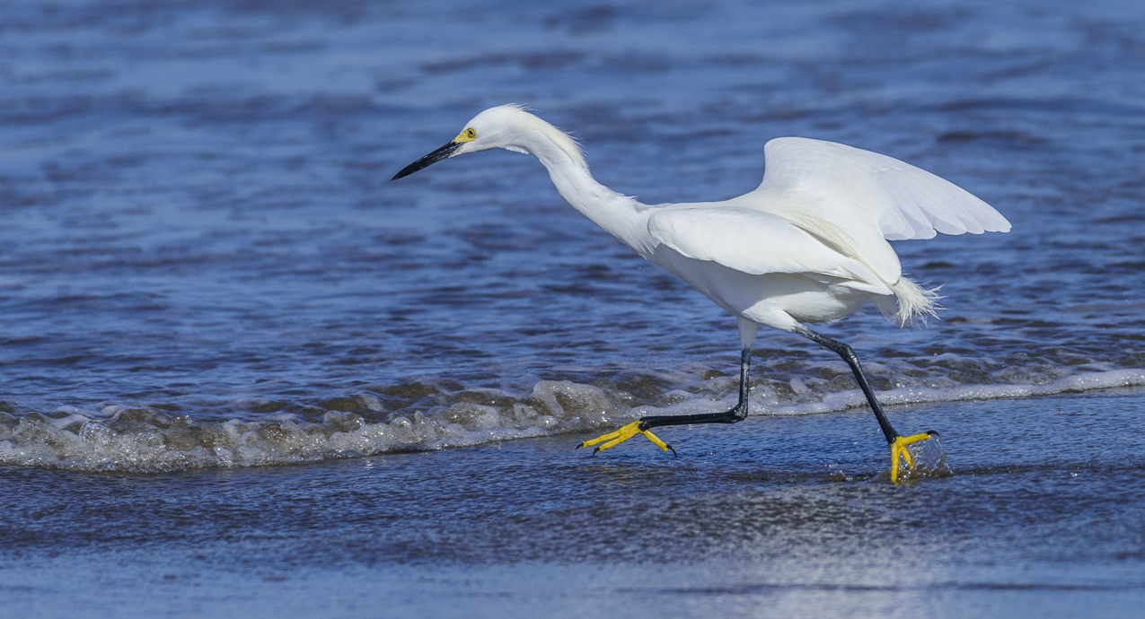 Snowy egret