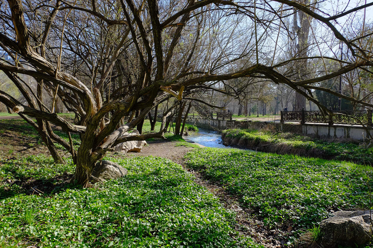 Первая зелень