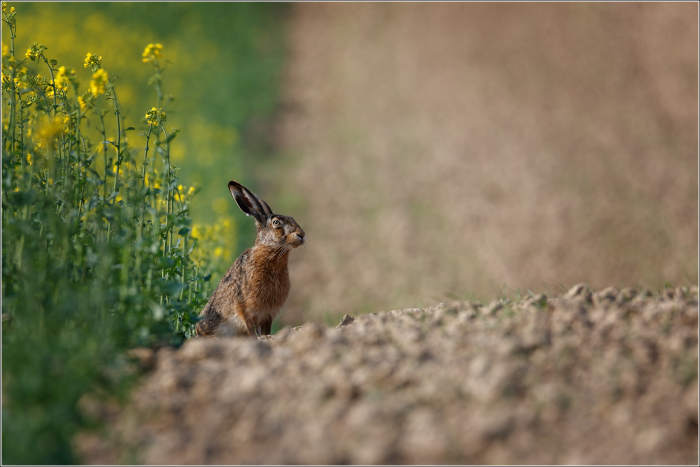Это мой рапс!