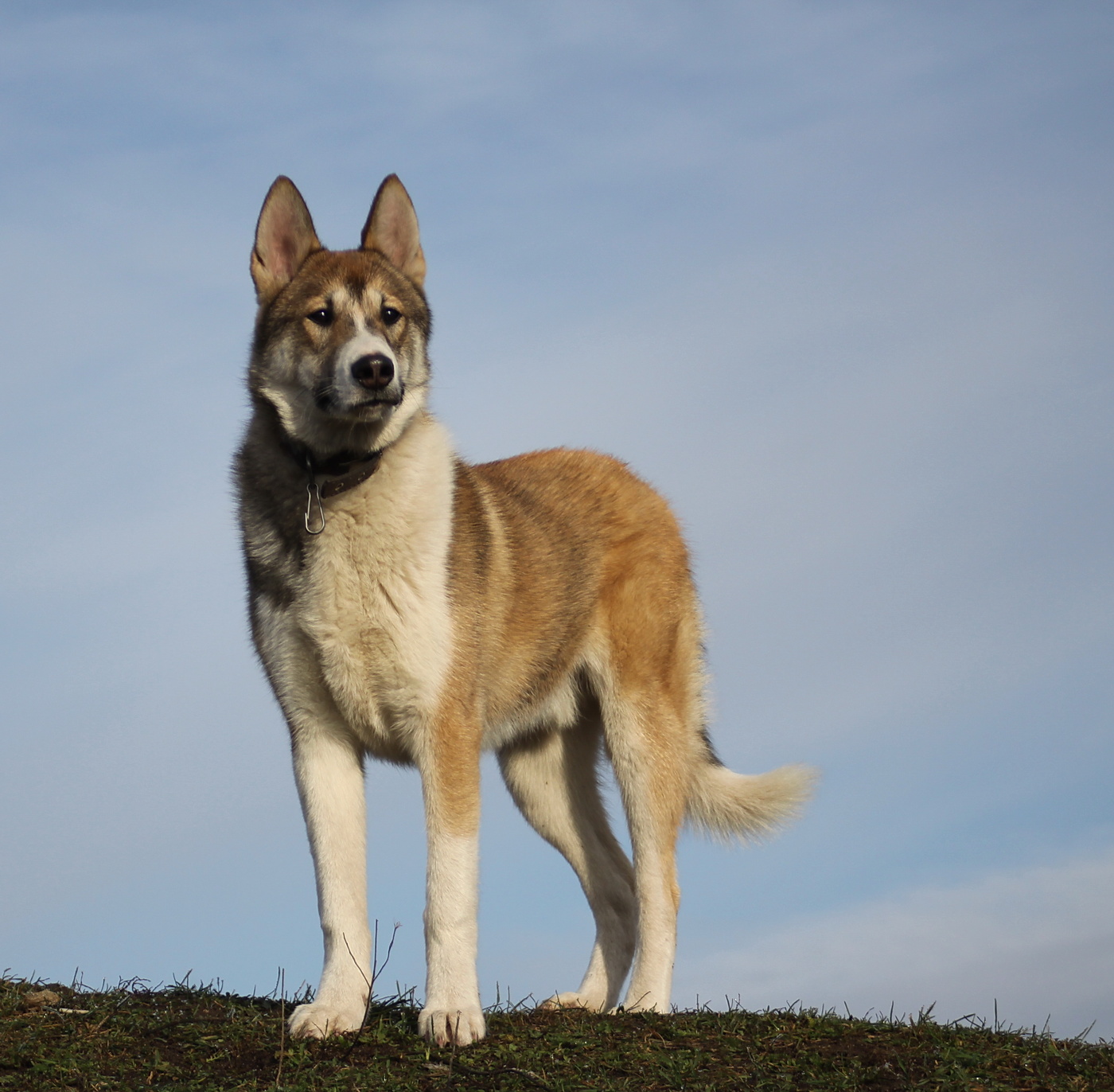 портрет славного пса