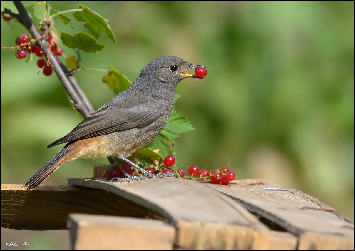 Сбор урожая )