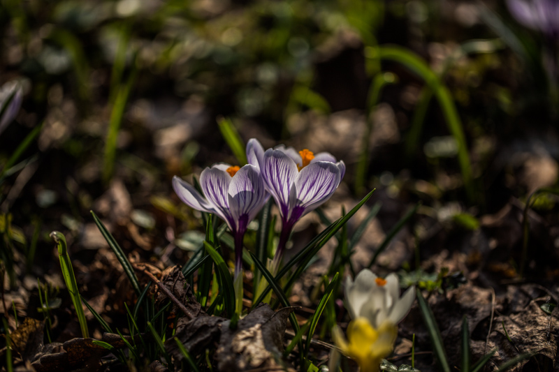 Весна идет — весне дорогу!