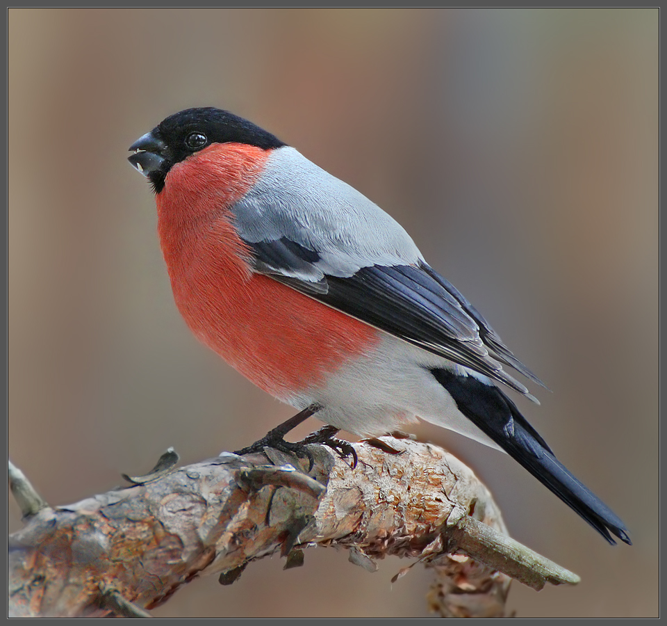 При полном параде