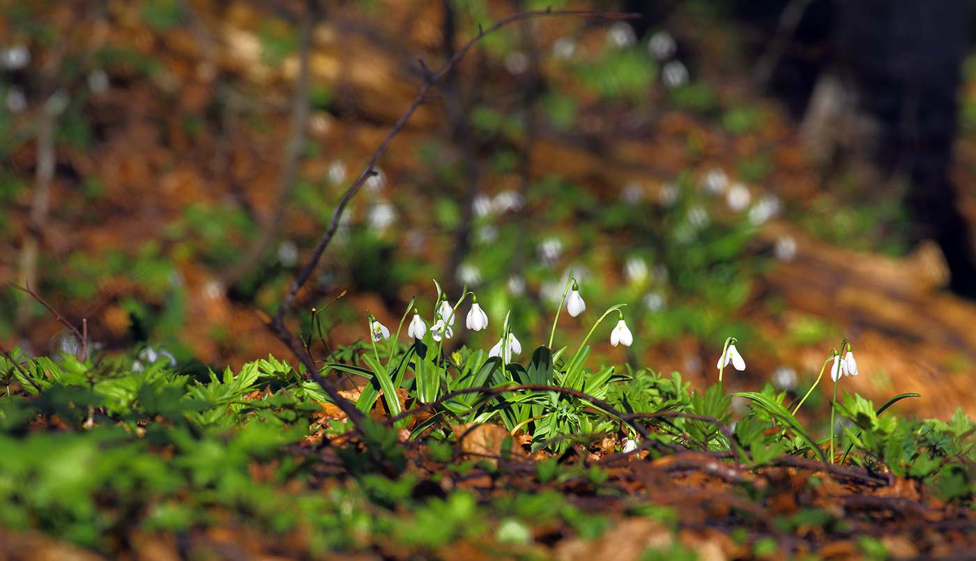 Весна в горах Крыма