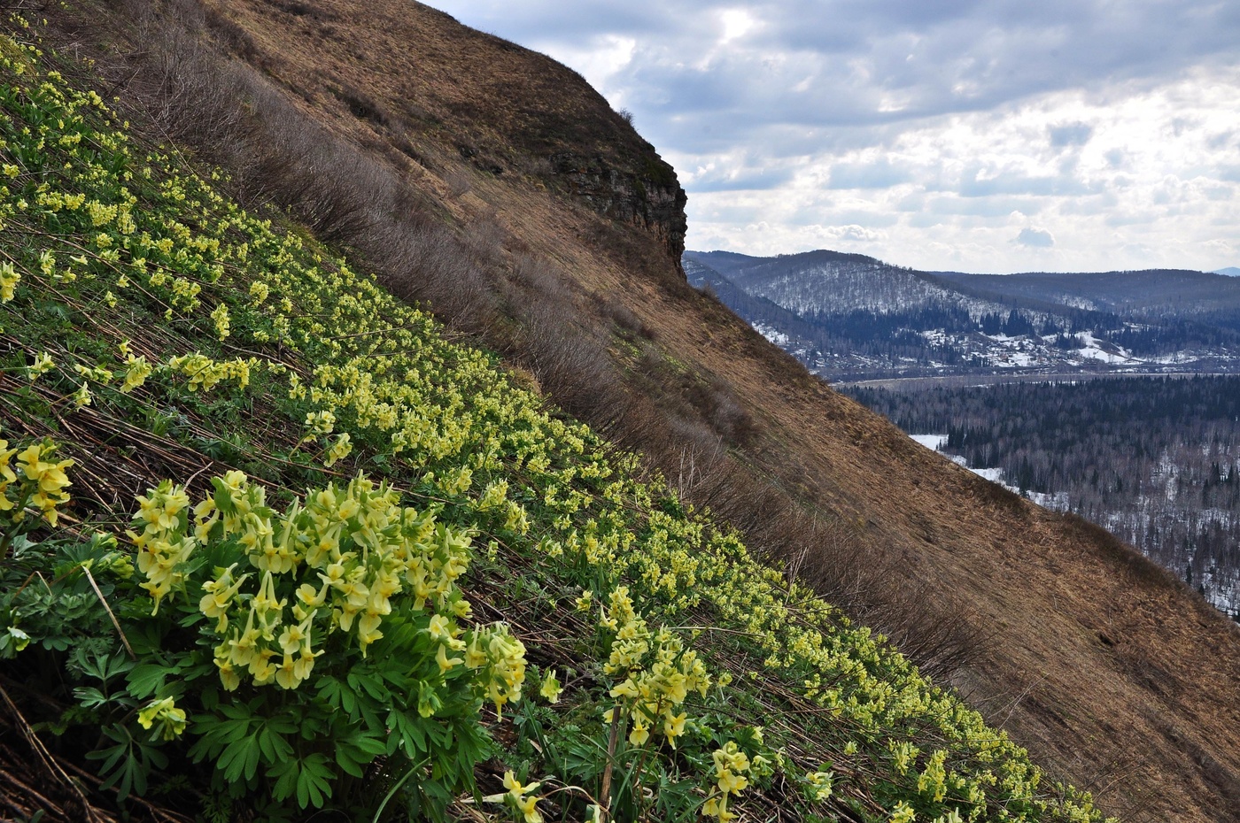Первоцветы Кузбасса