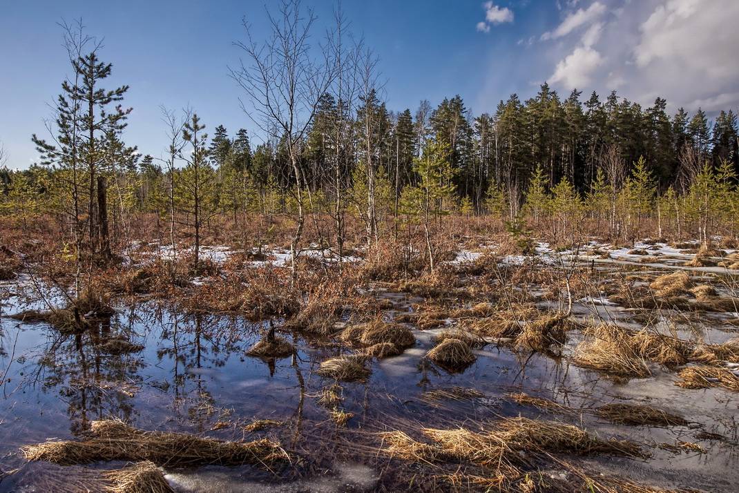 Весна в Заволжье. Топь.