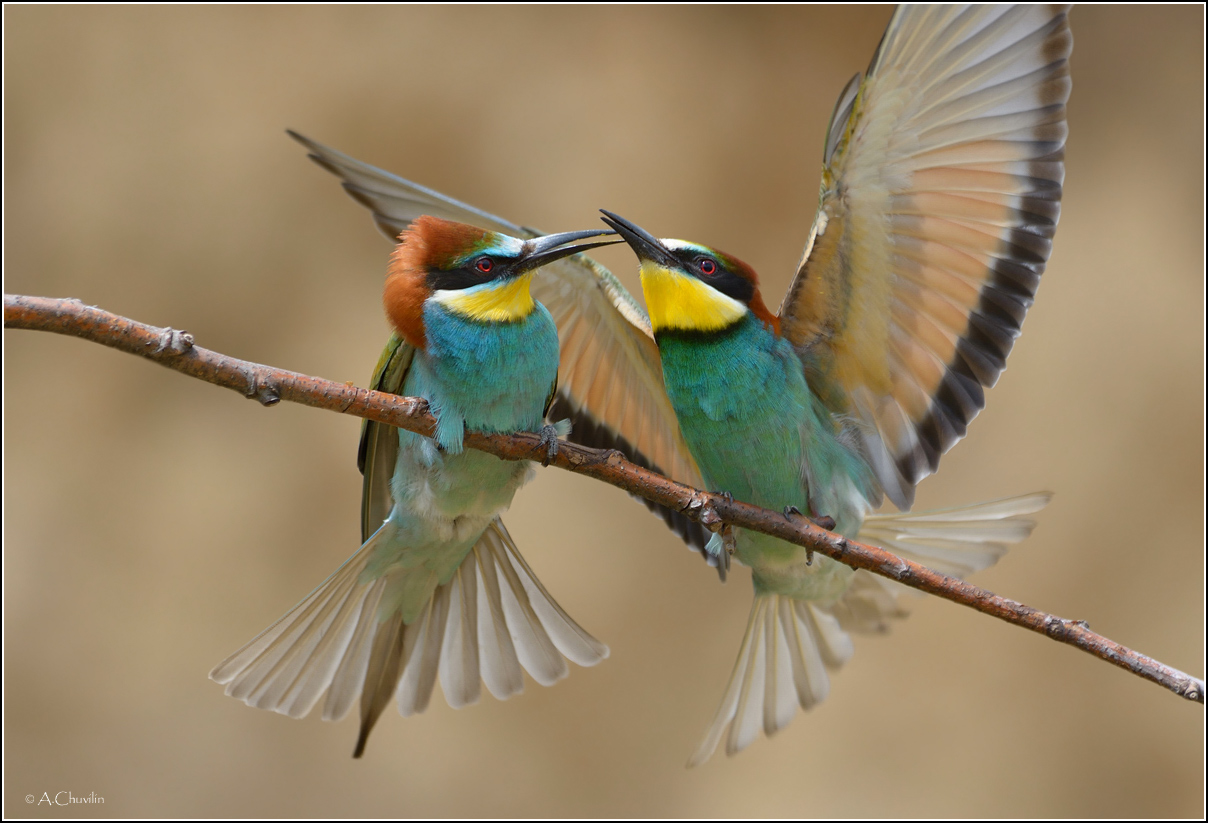 Ну дай я тебя поцелую :)