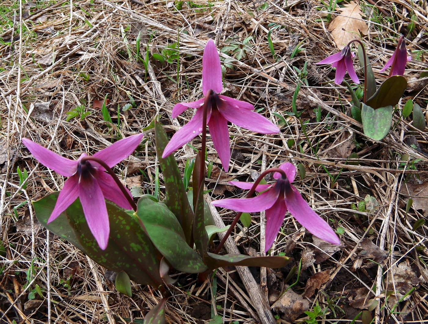 Радужная весна
