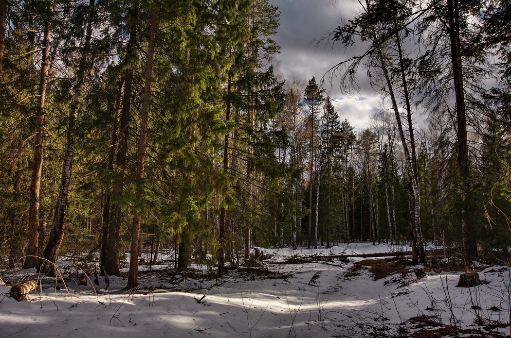 Апрель в лесу