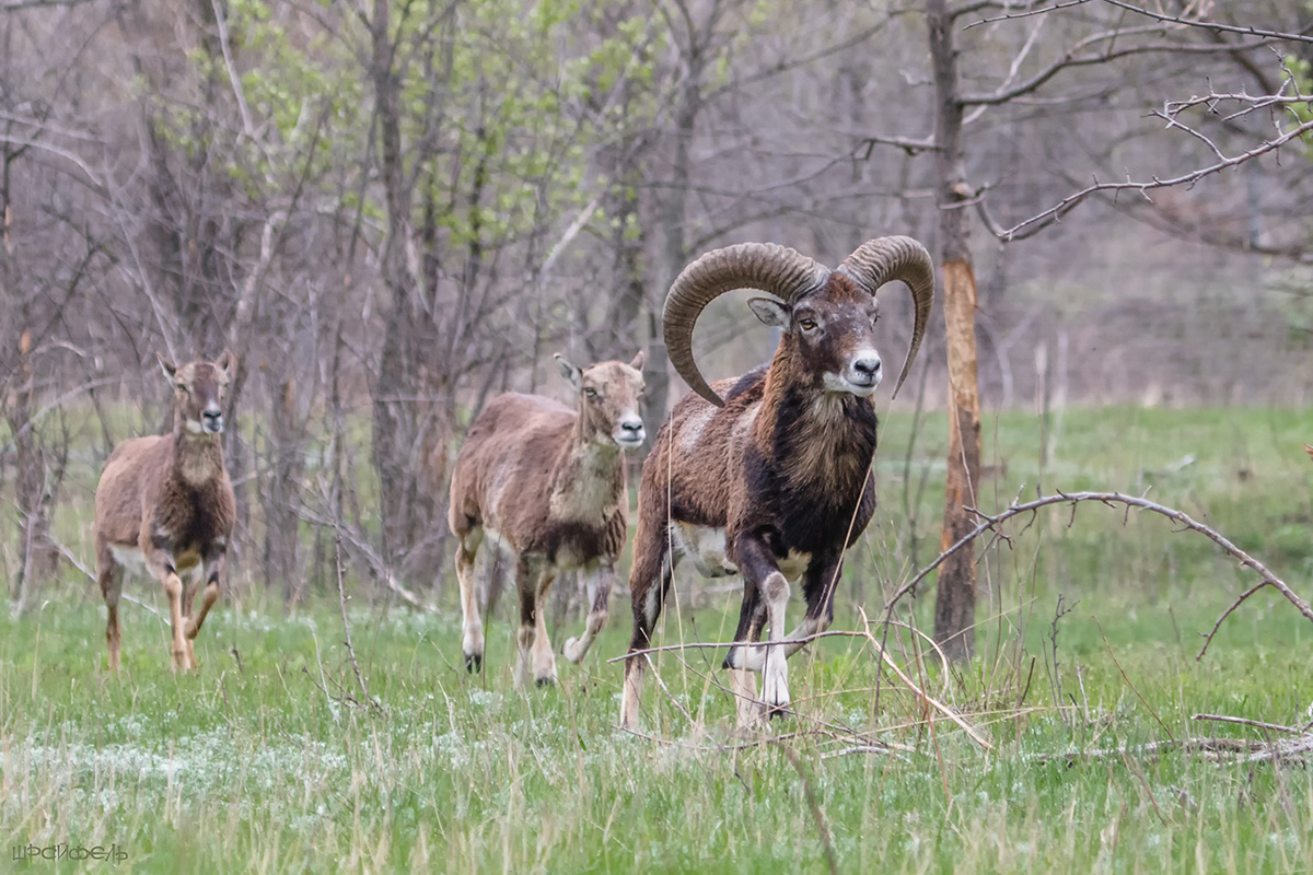 Весенний бег