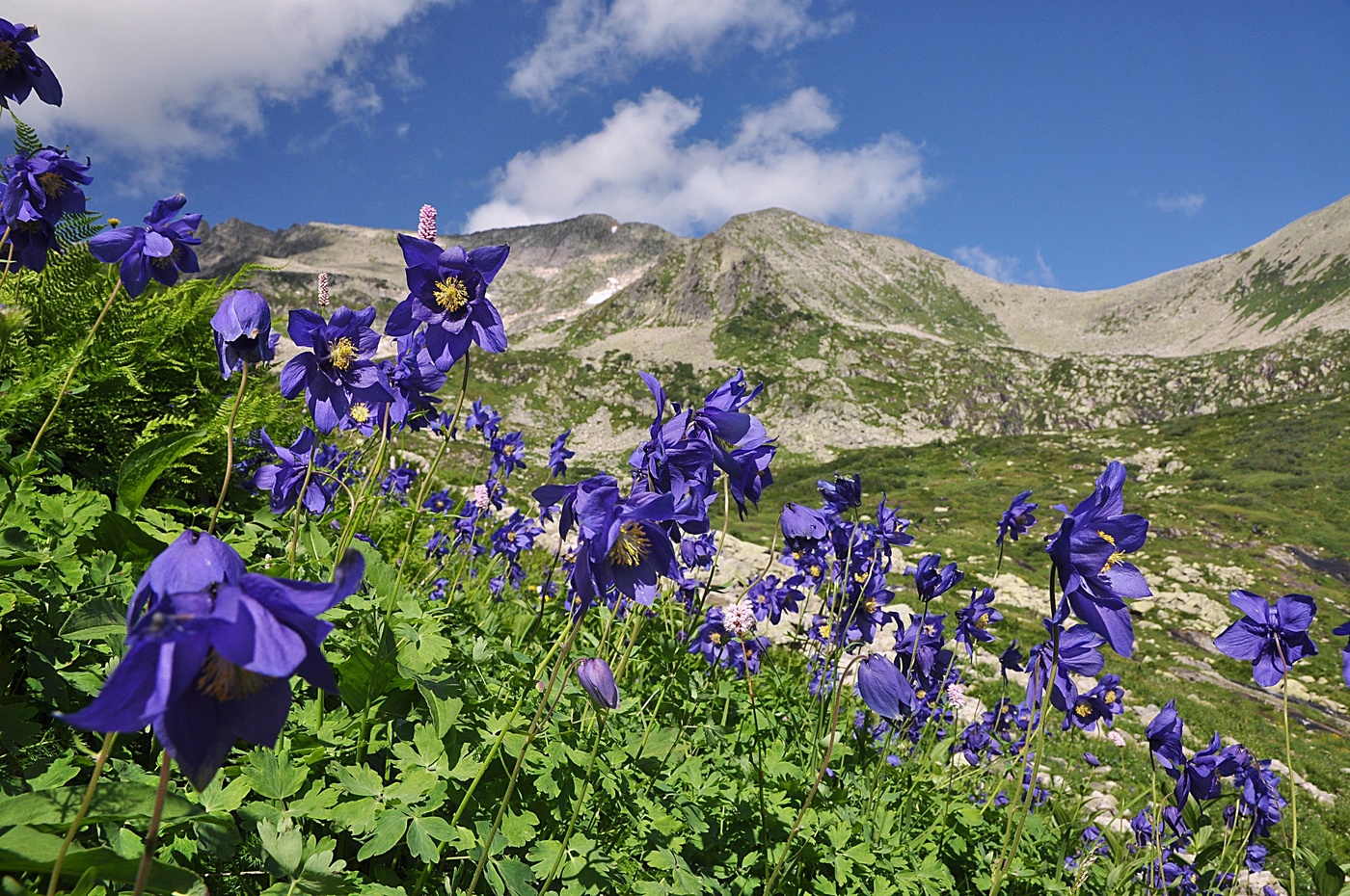 Аквилегия в Кузнецком Алатау