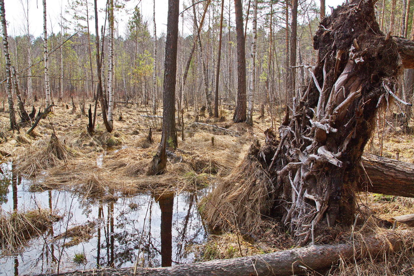 *ВЫВОРОТЕНЬ.**