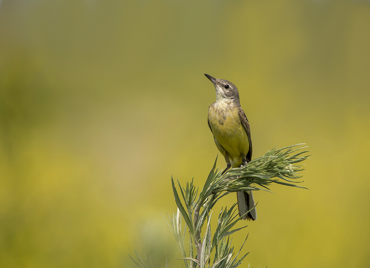 Летние мотивы.