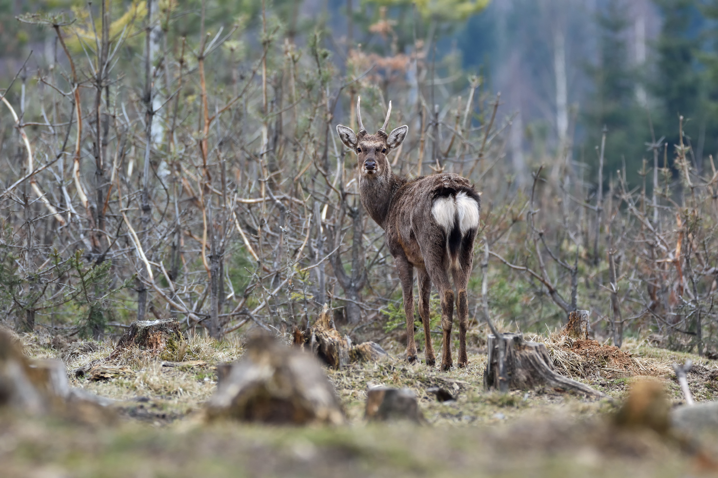 весенний олень