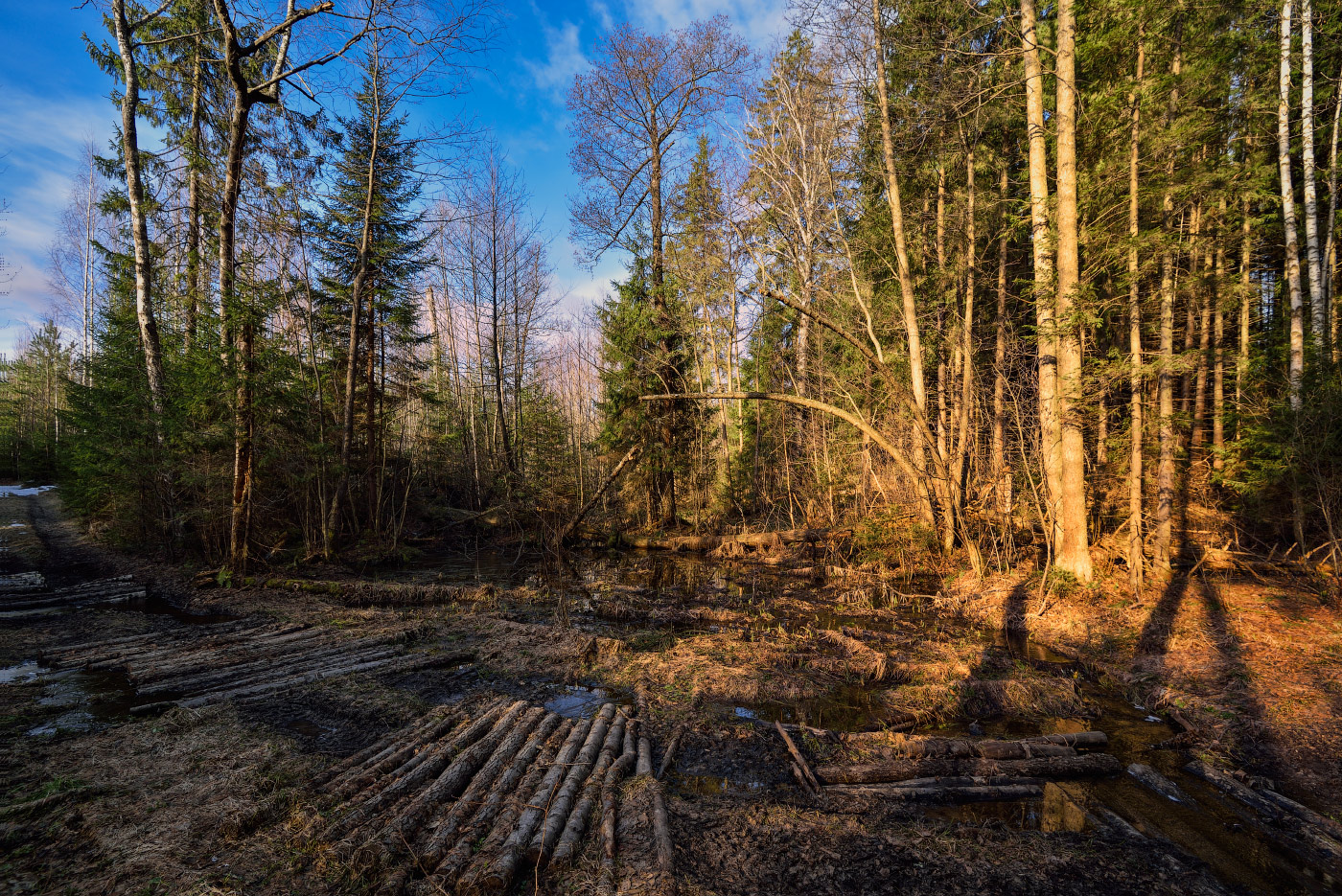 в весеннем лесу