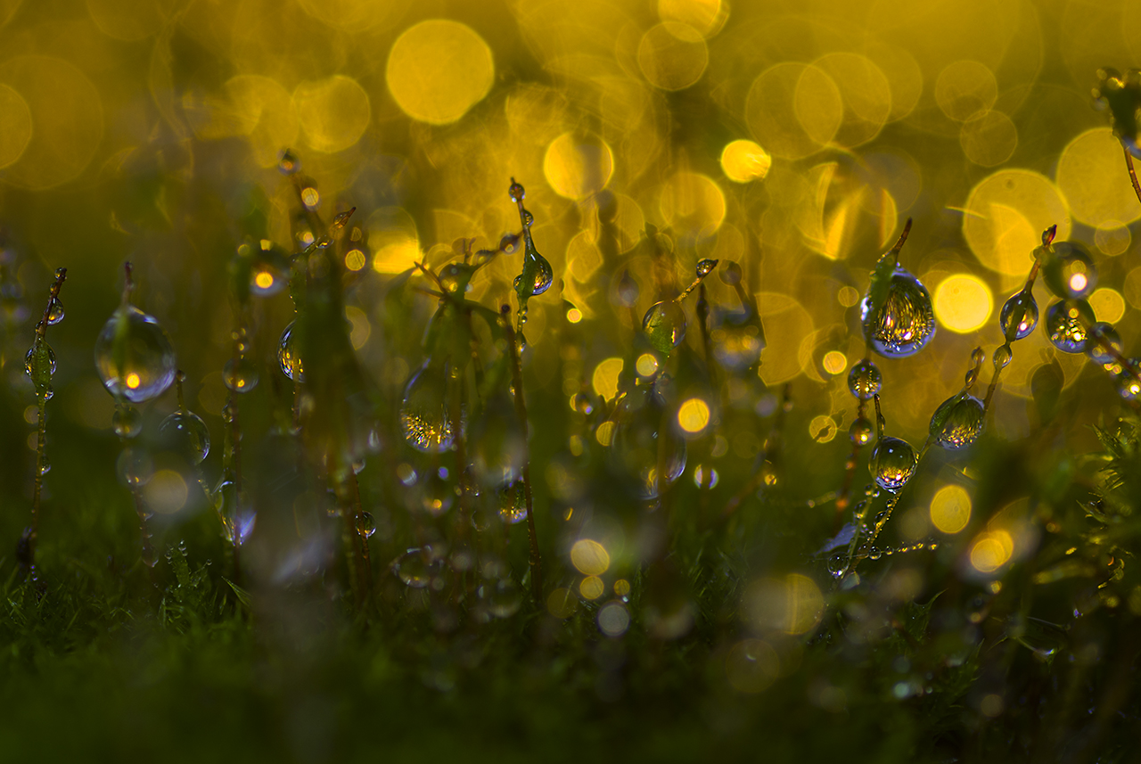 Кукушкин лён