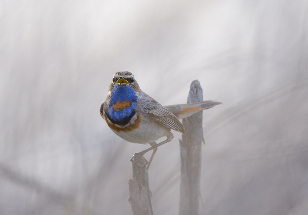 В вечерних сумерках.