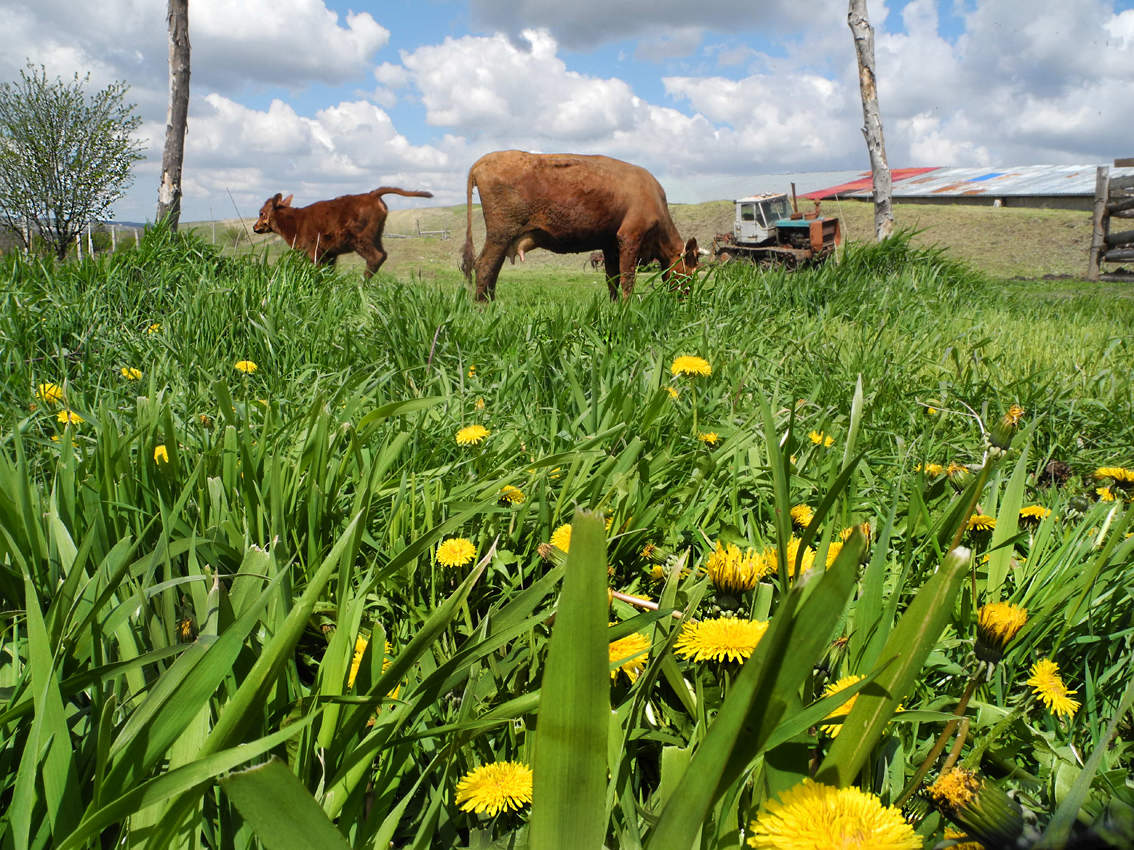 Апрельская пастораль.