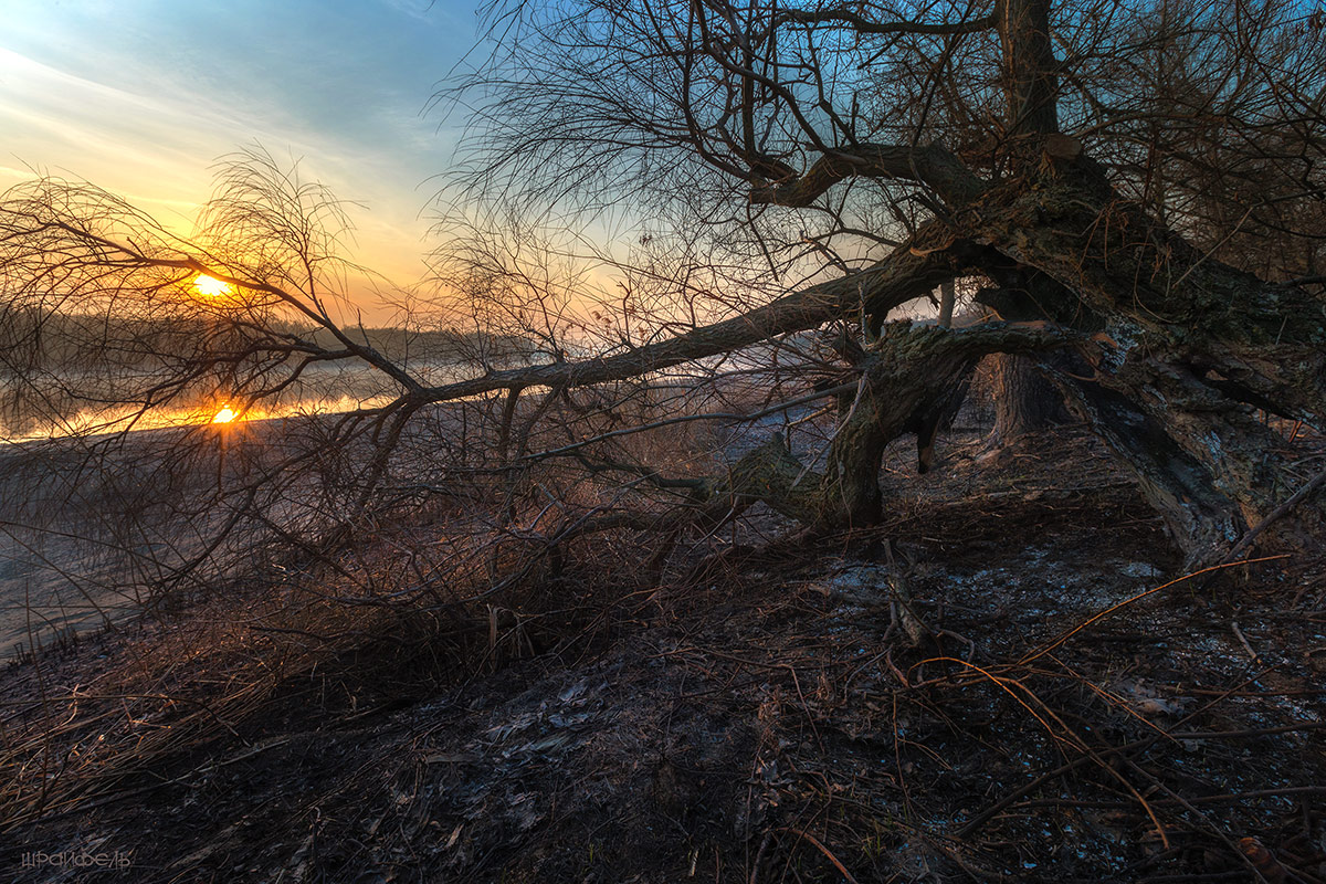 Горелая ракита у реки