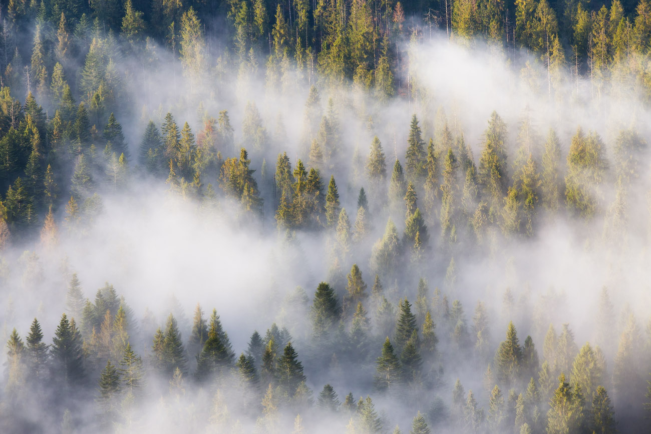 Утренний лес