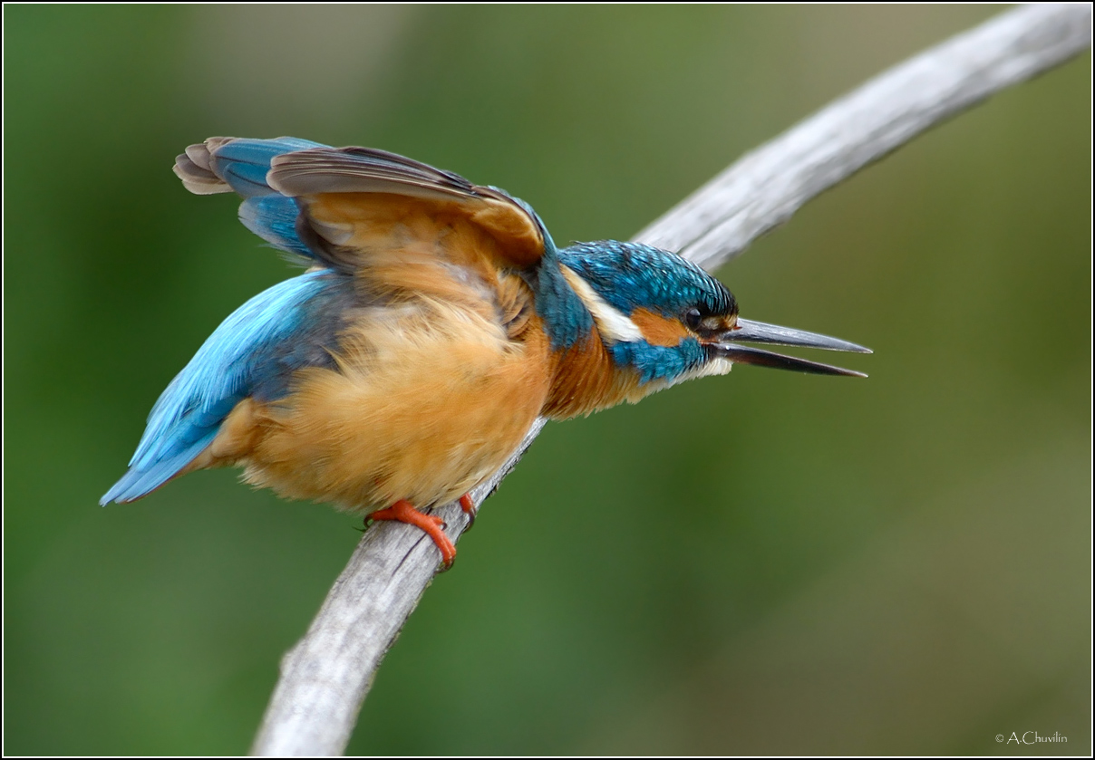 Потягуньки )