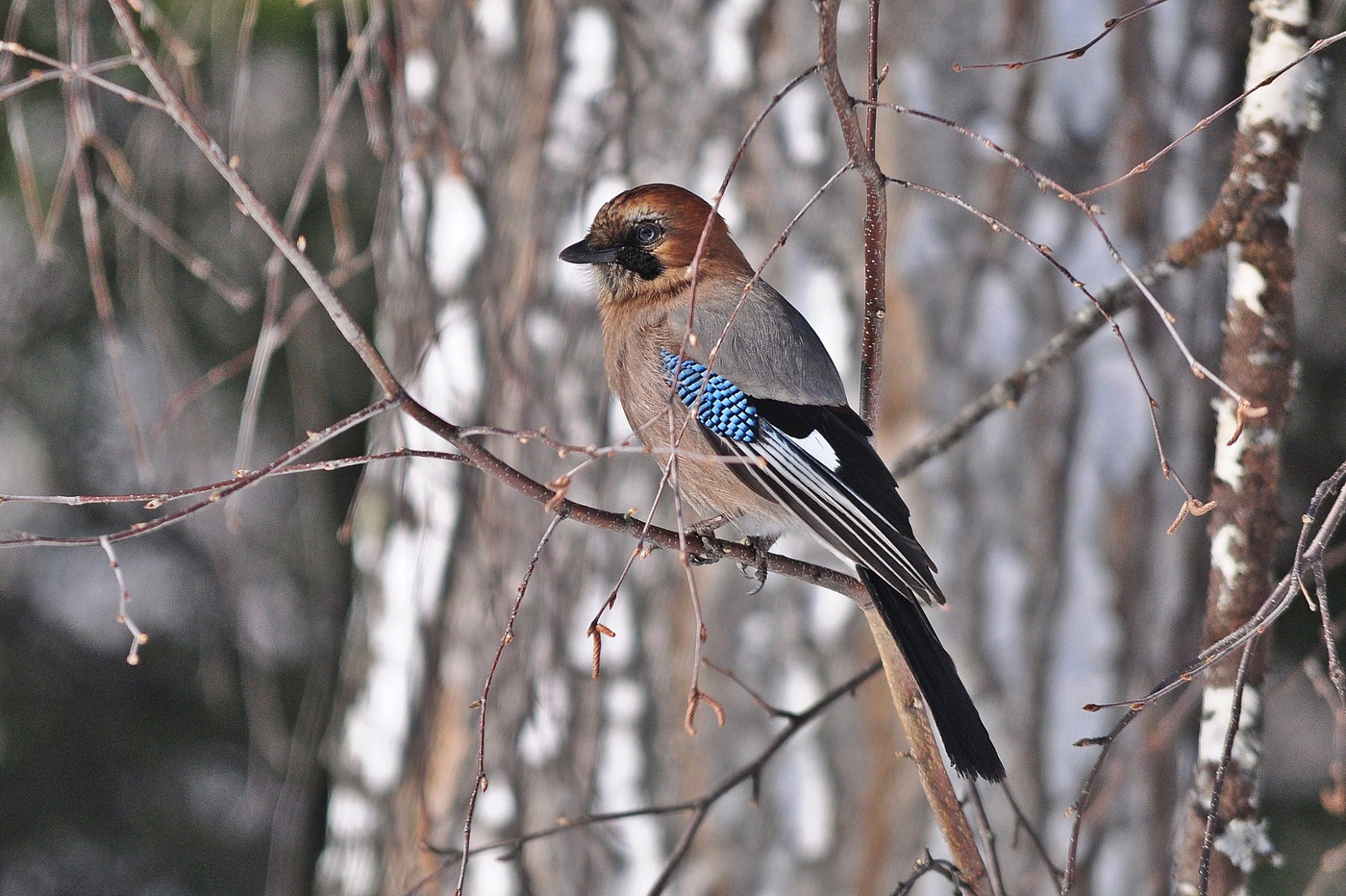 Сойка Весенняя