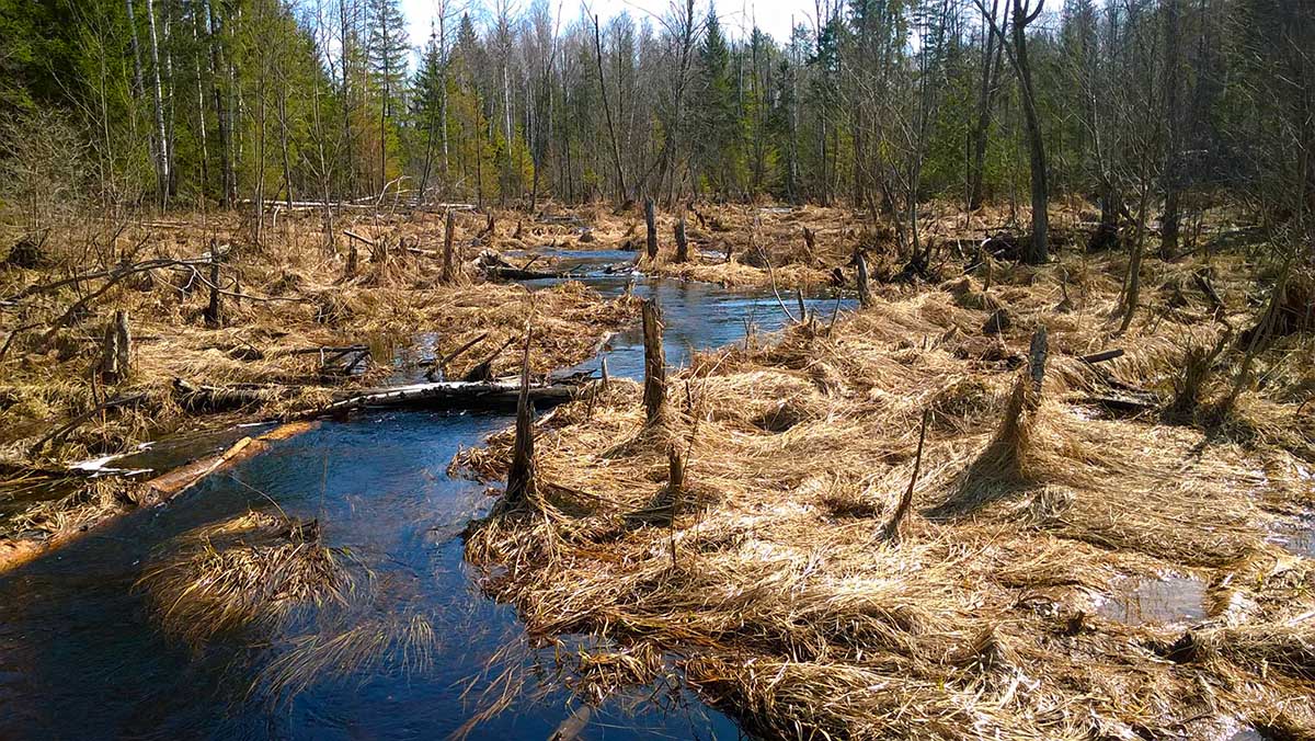 Таёжная речка