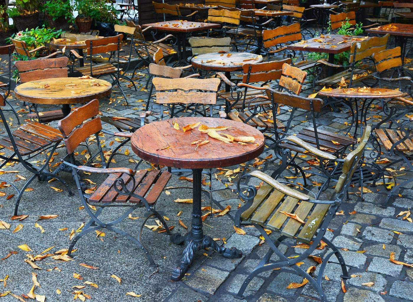 Cегодня в меню - осенние листья ...