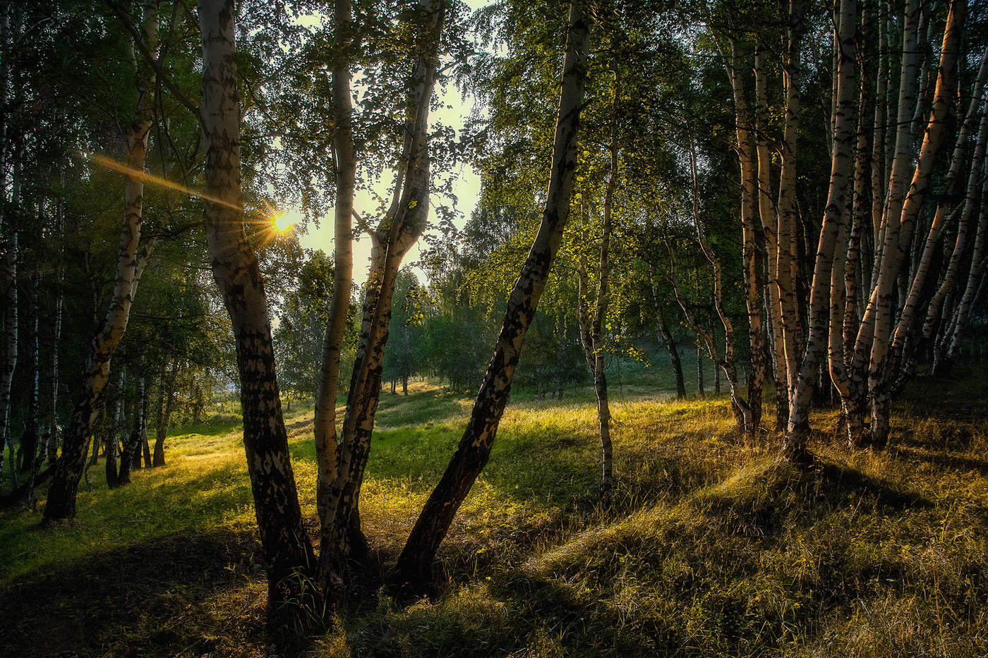 Березовая роща