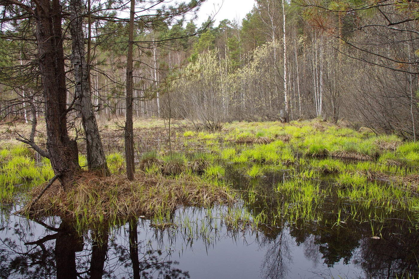 ВЕСНОЙ В ЛЕСУ.