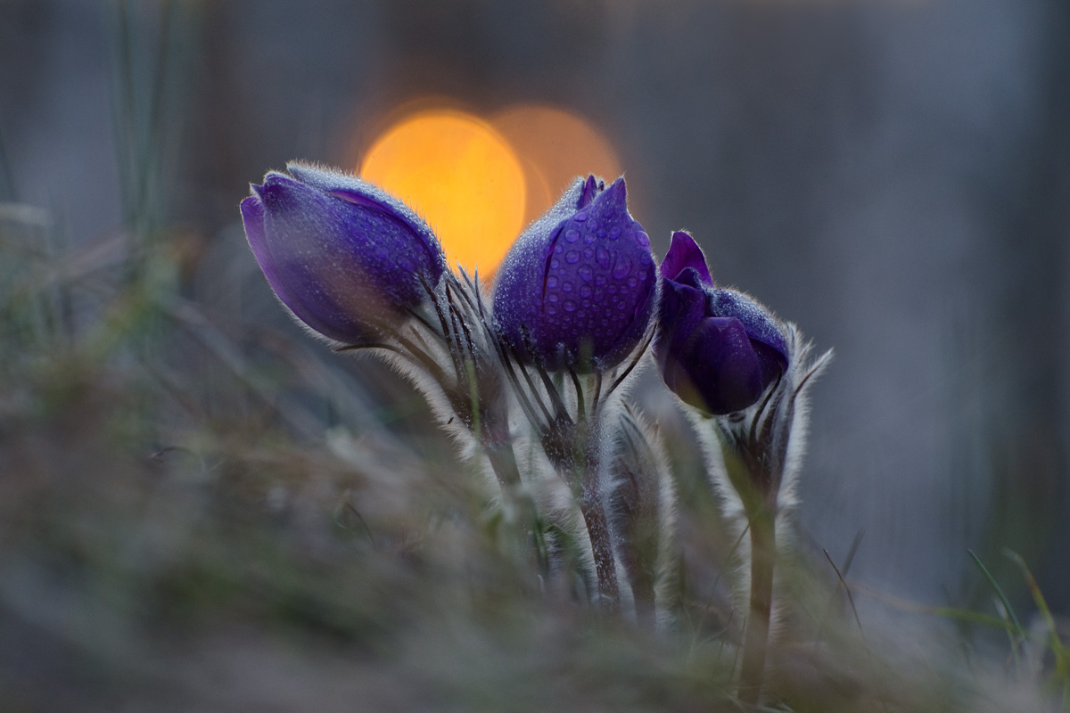 Дню уходящему