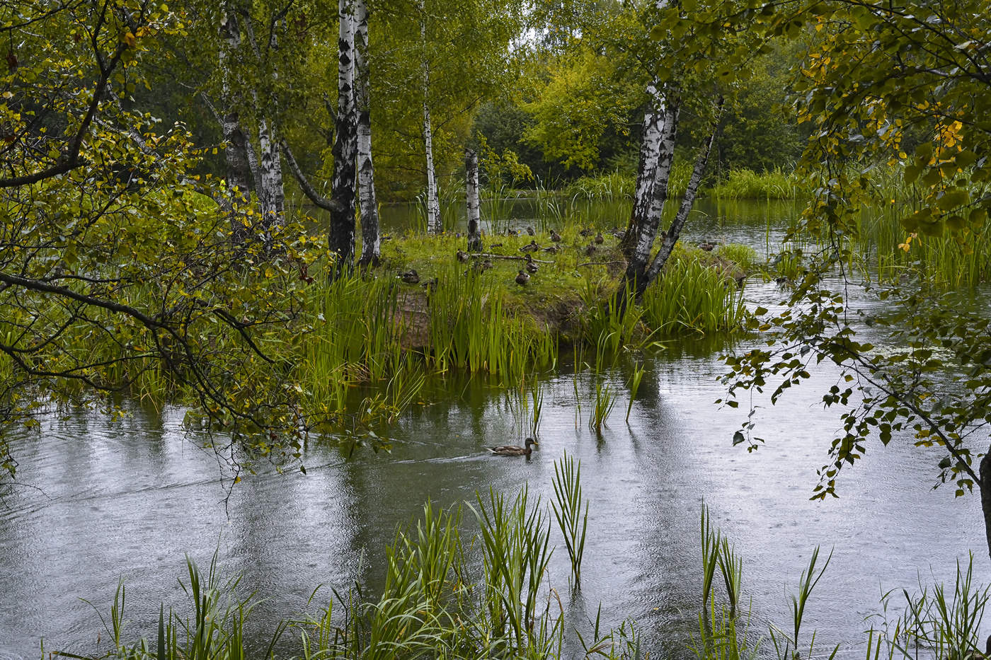 птичий остров