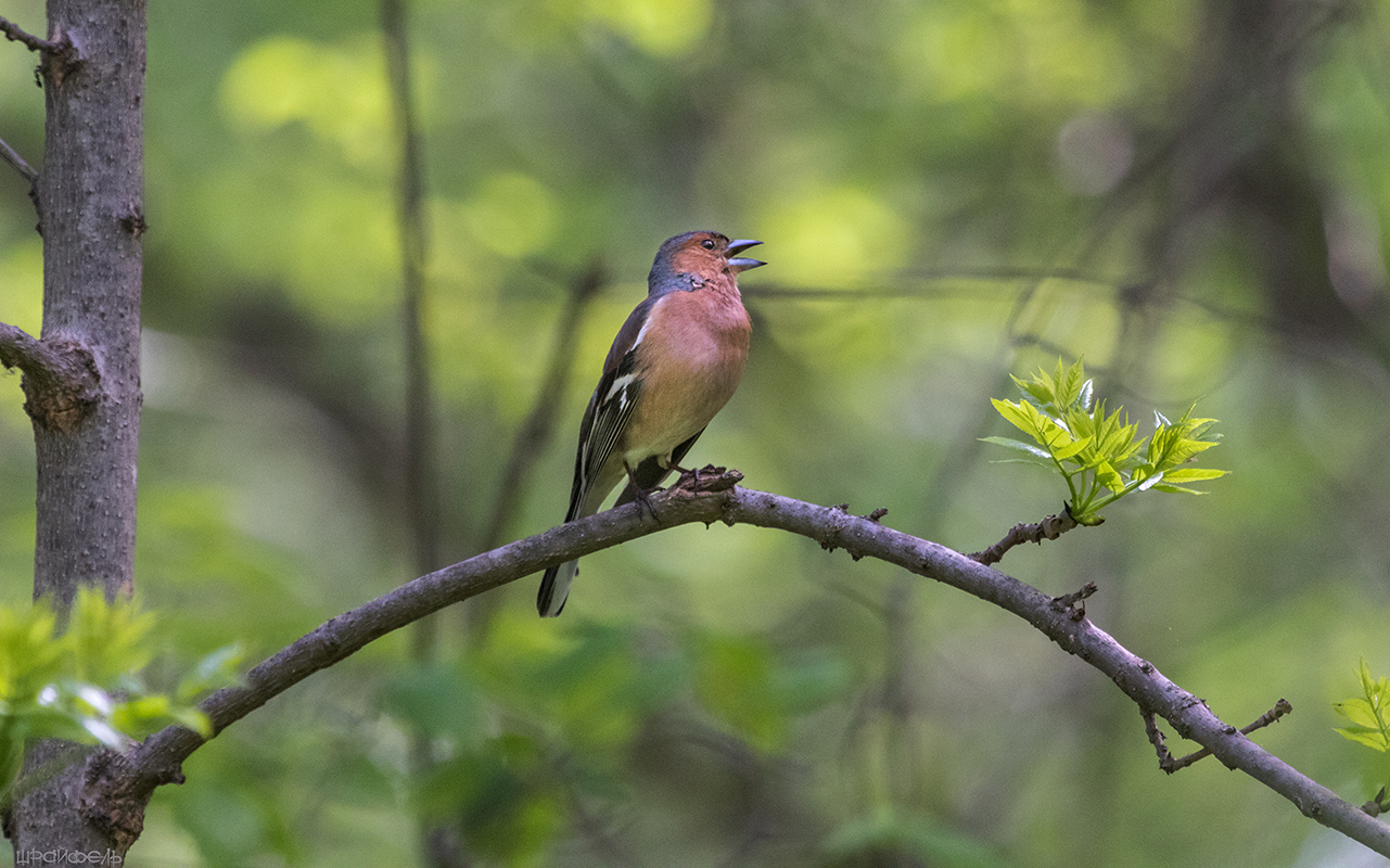 Песня зяблика
