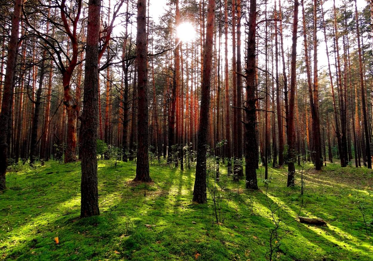 Теневая не экономика