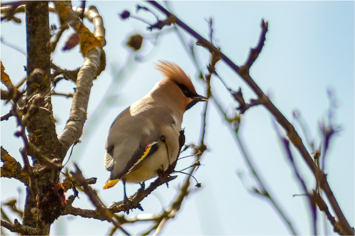 Свиристель