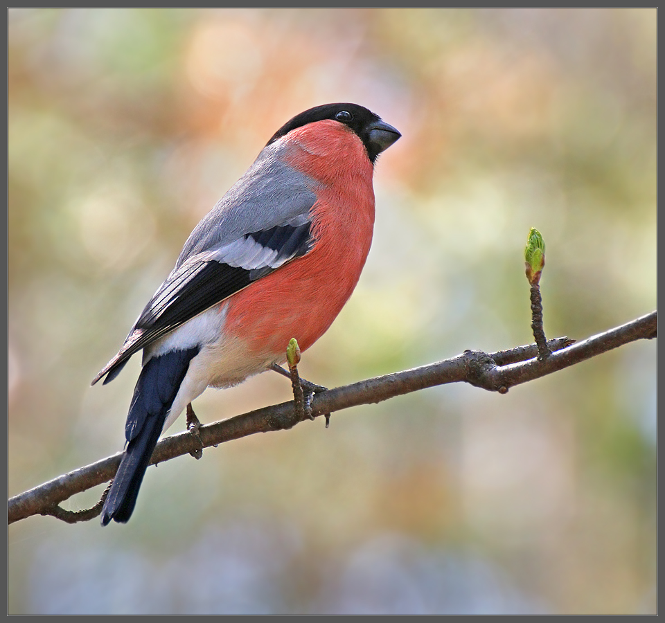Майским утром