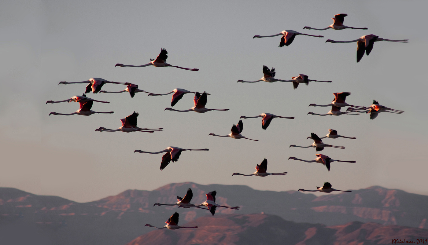 Носики курносики Летят...